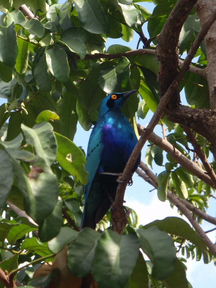 ucello sudafricano