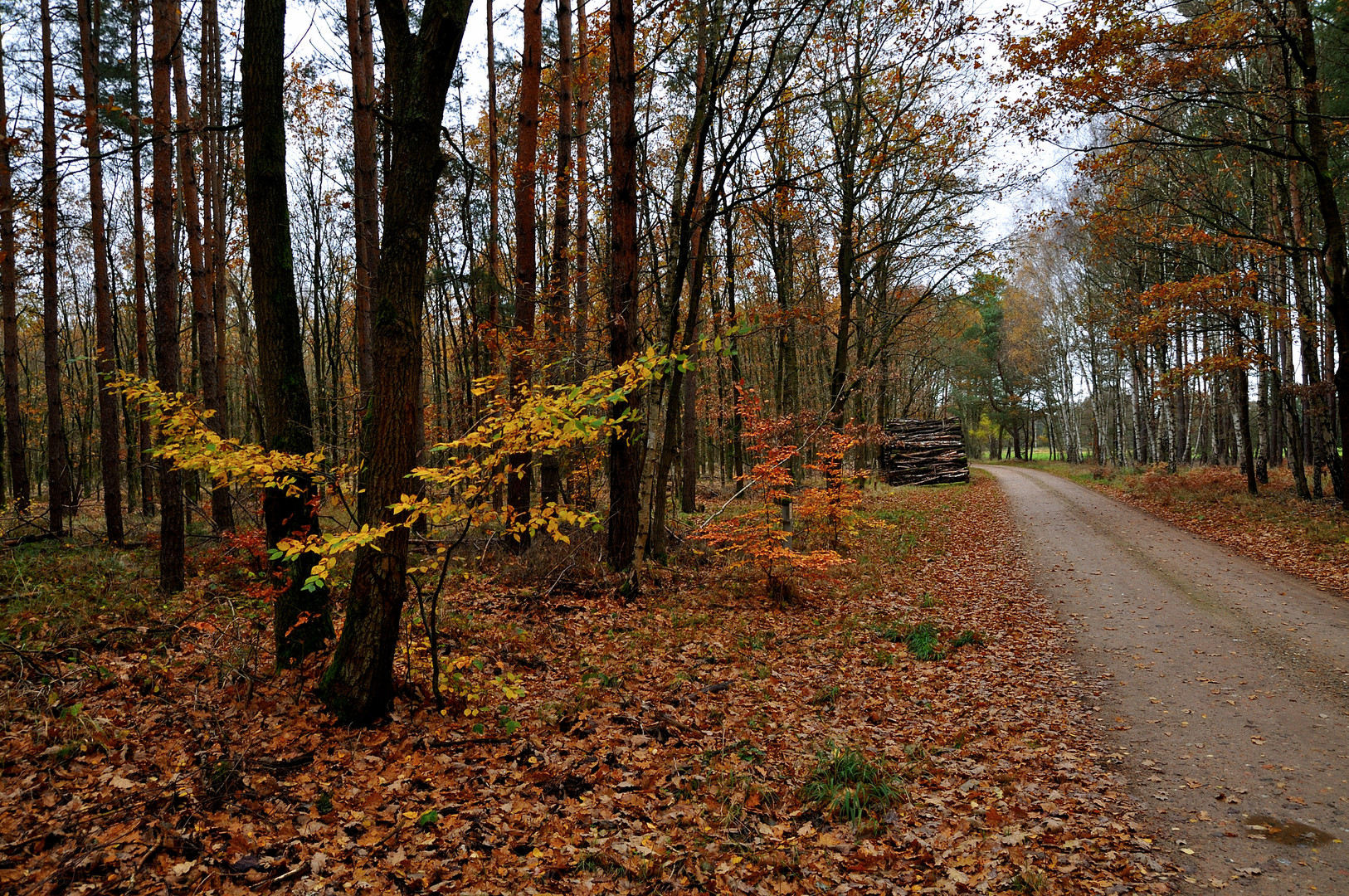 Uckermark 2021 Herbstzeitliche Waldeinsamkeit