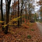 Uckermark 2021 Herbstzeitliche Waldeinsamkeit