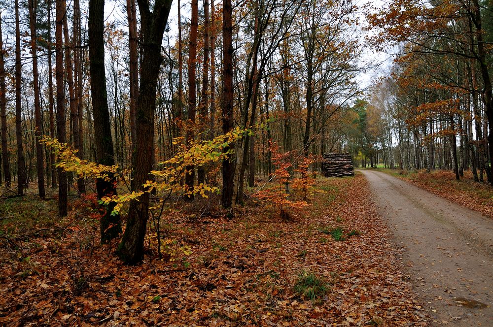 Uckermark 2021 Herbstzeitliche Waldeinsamkeit