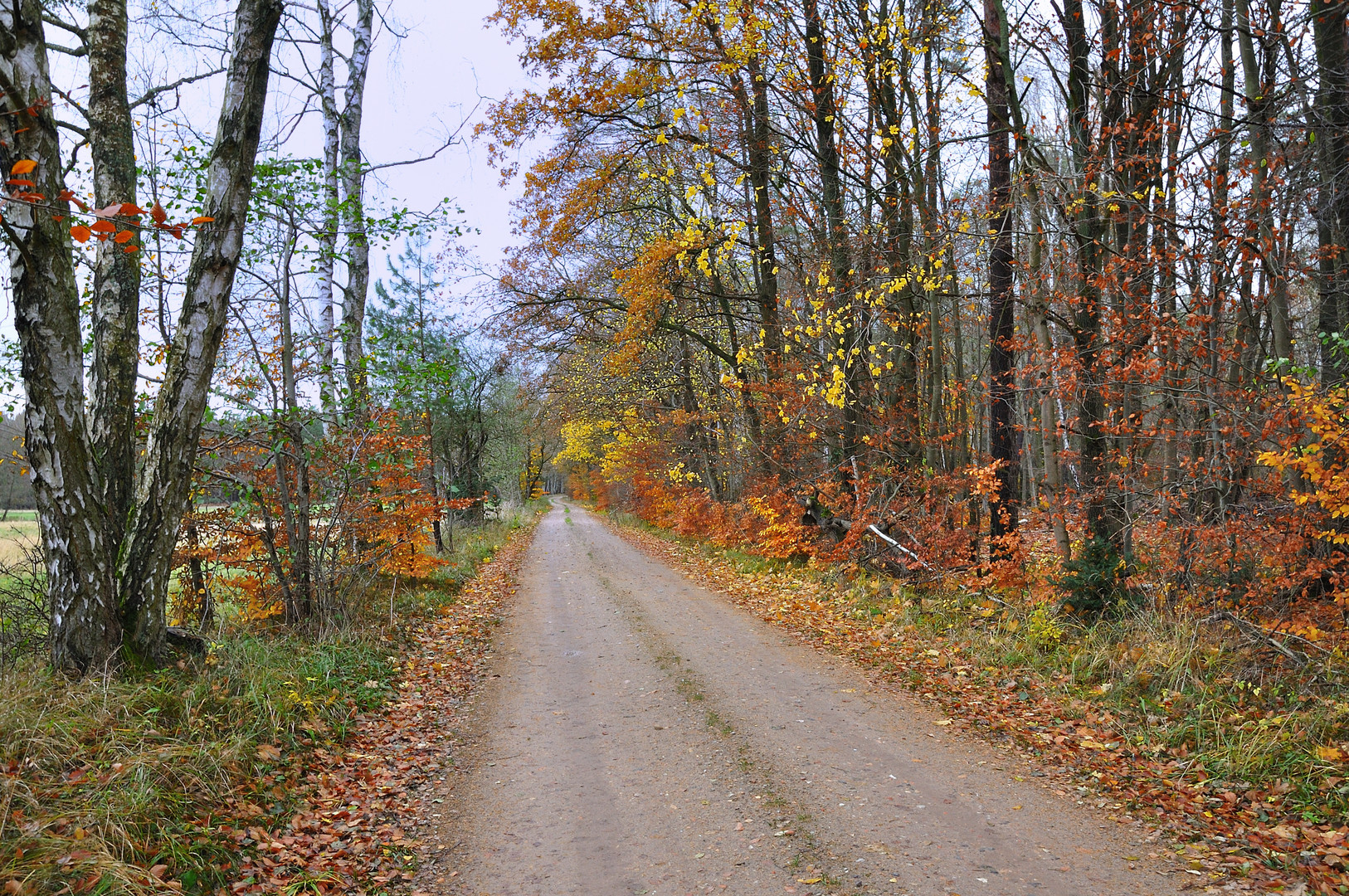 Uckermark 2021 Verlassen liegen die Wälder 