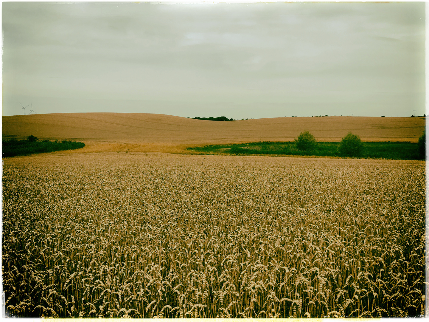 Uckermark im Juli