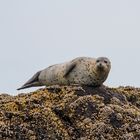 Ucluelet Harbour Seal