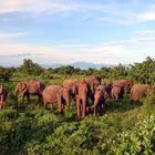 Udawalawe Nationalpark