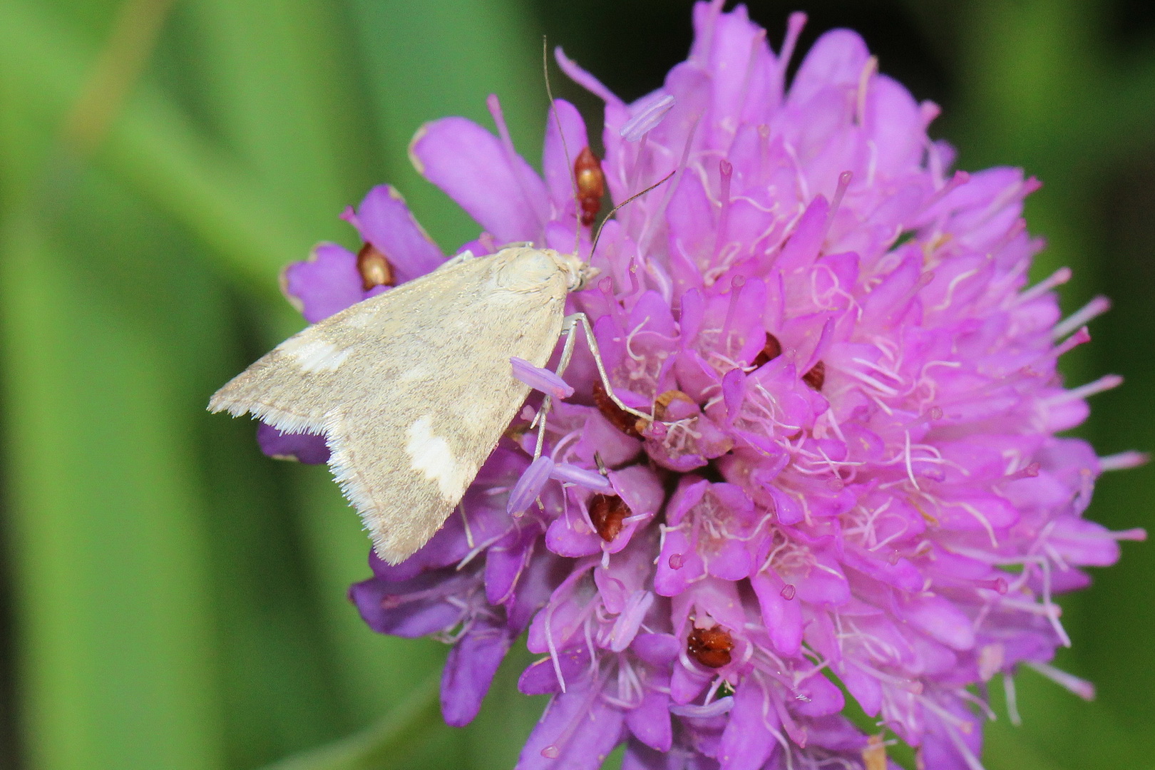 Udea alpinalis