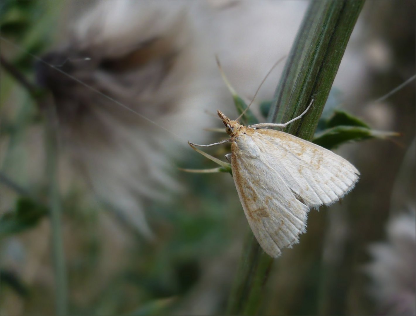 Udea lutealis