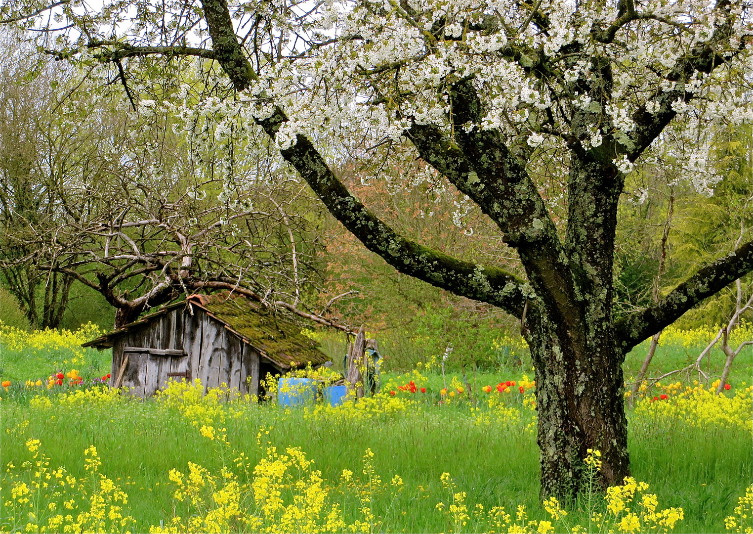 .. ue petit cabane !!!...