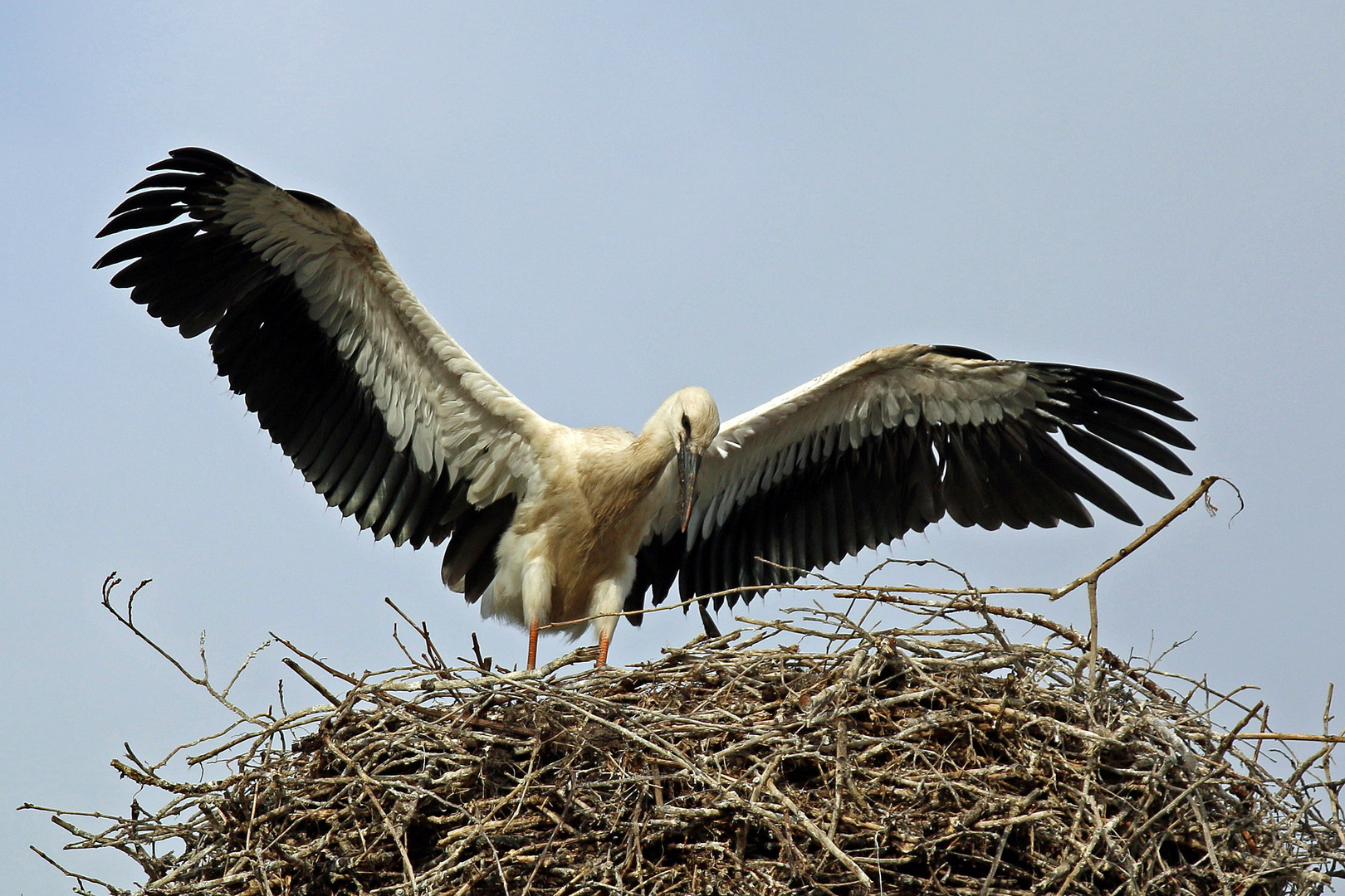 Üben für den ersten Flug