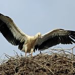 Üben für den ersten Flug