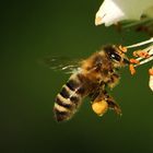 Üben im Garten 