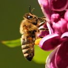 Üben im Garten 