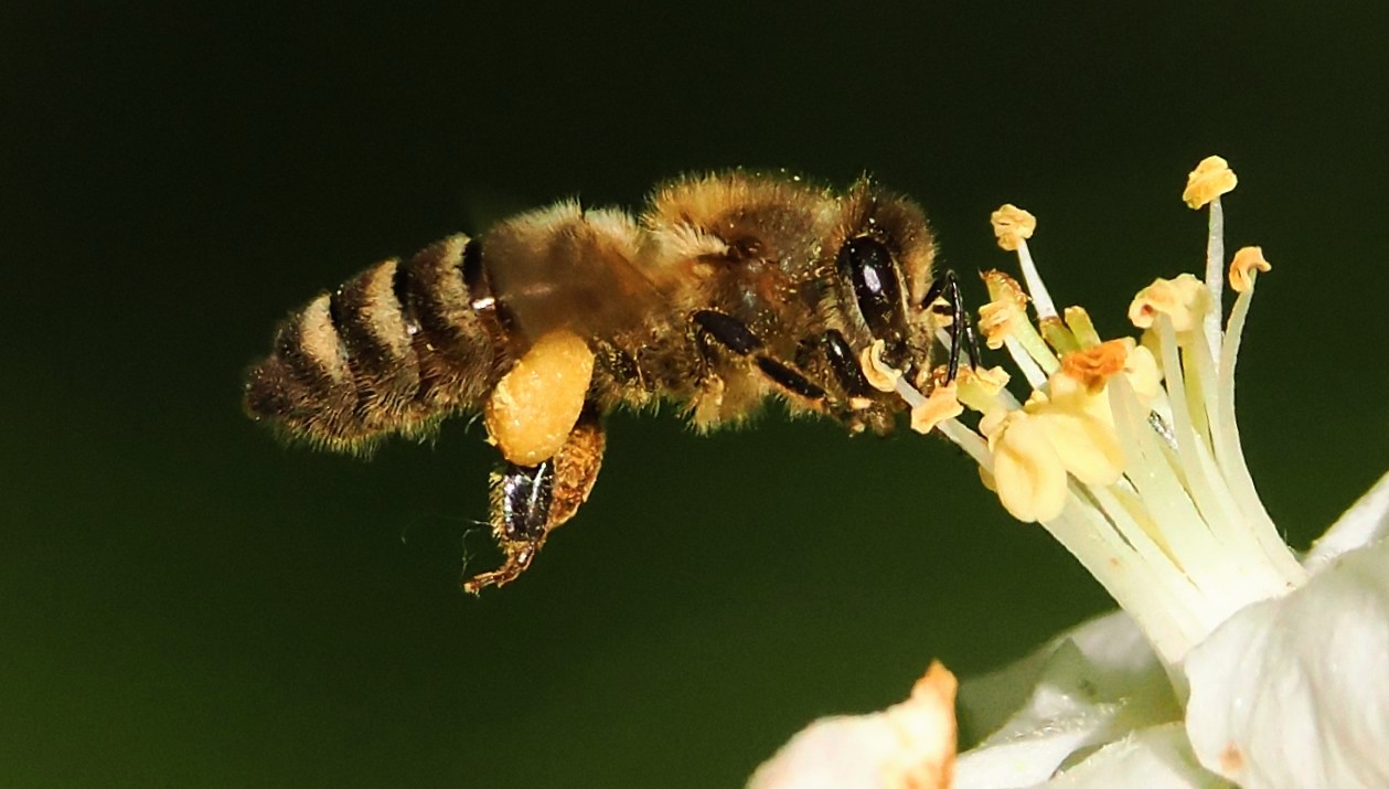 Üben im Garten 