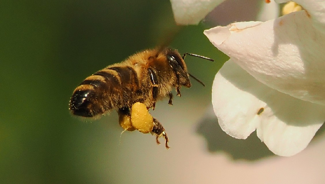 Üben im Garten 