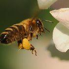 Üben im Garten 