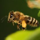 Üben im Garten 