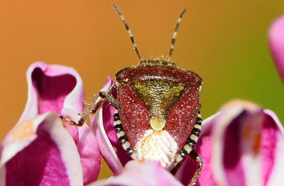 Üben im Garten 