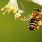 Üben im Garten 