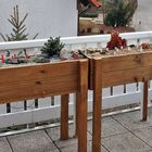 Über 100 Alpen-und Steingartenpflanzen auf dem Balkon und...
