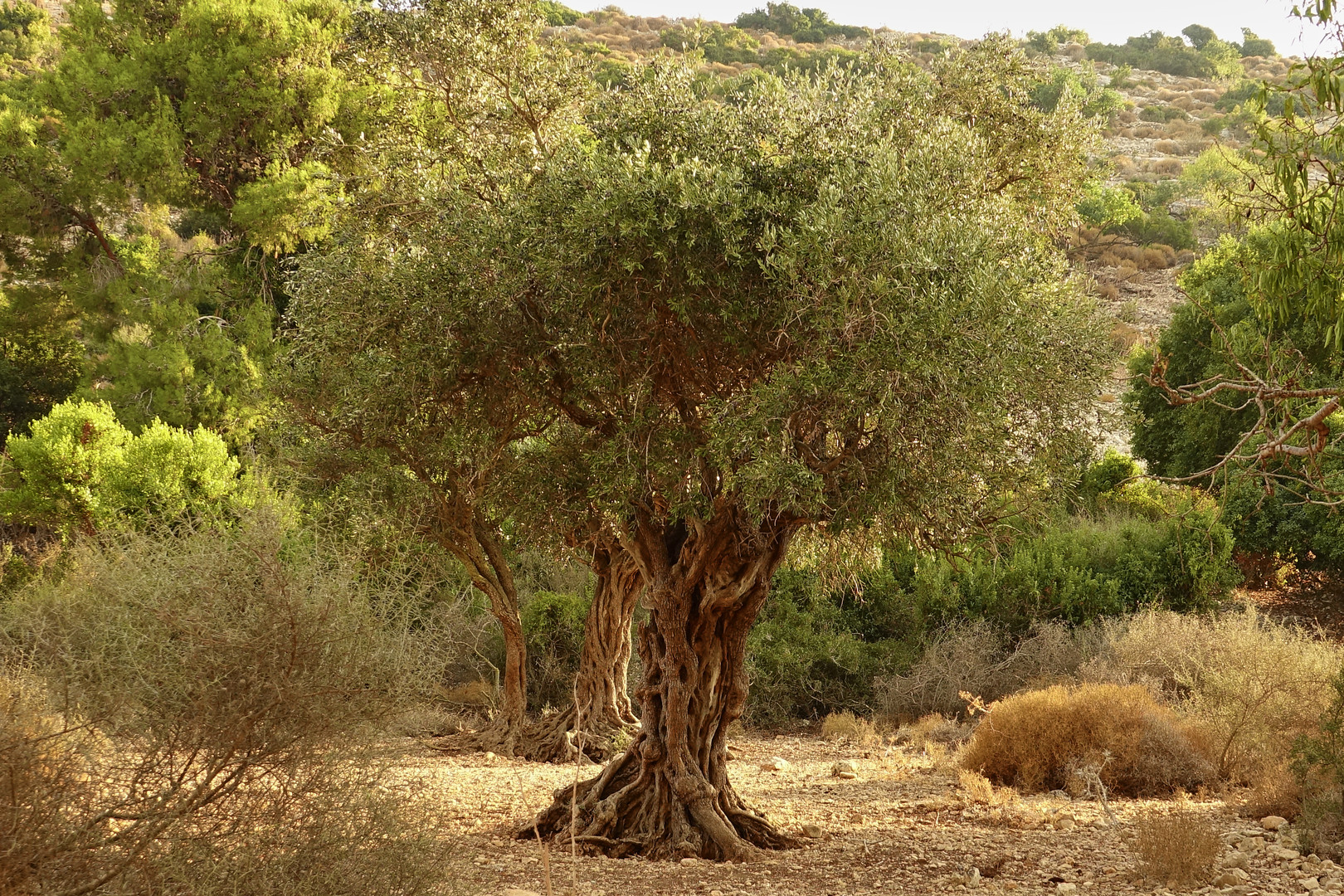 Über 1000 jähriger Olivenbaum