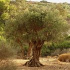 Über 1000 jähriger Olivenbaum