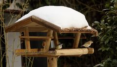 Über 30 verschiedene Vogelarten ...