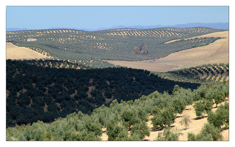 Über 38 Millionen Olivenbäume.....