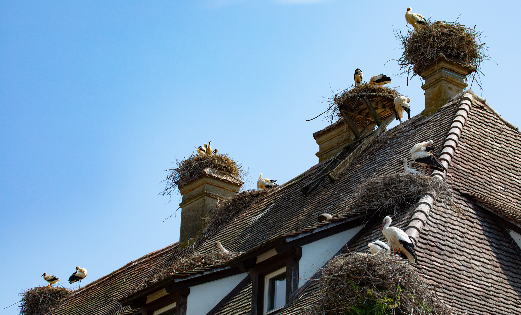 Über 50 Storchenpaare brüten am Affenberg