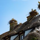 Über 50 Storchenpaare brüten am Affenberg