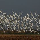 Über 500 Lachmöven am Niederrhein