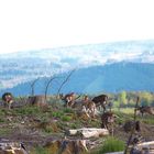 Über Berg und Tal mit gutem Anblick  !  /  Bild 2