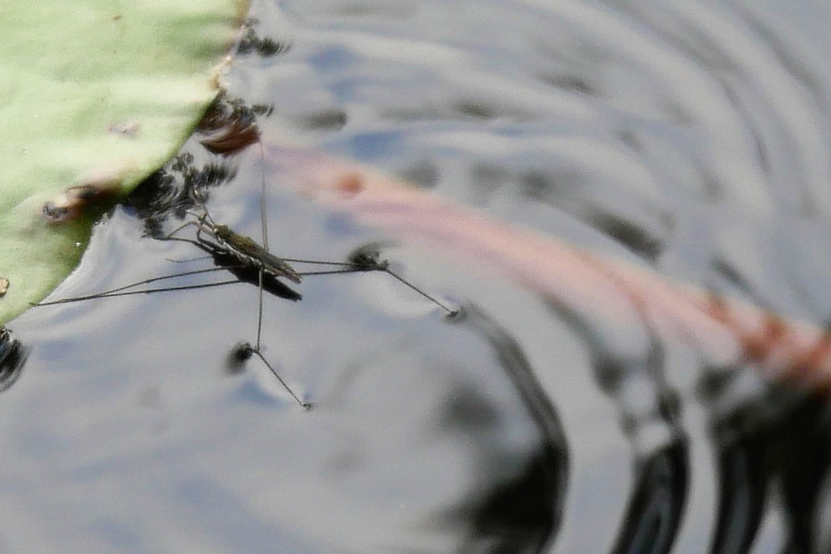 Über das Wasser laufen