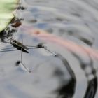 Über das Wasser laufen