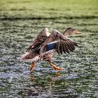 Über das Wasser laufen kann auch nicht jeder oder? 