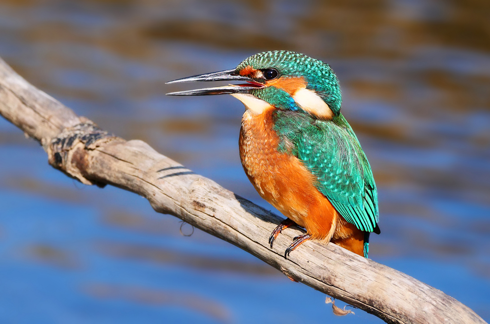 Über dem Bach Foto & Bild tiere, wildlife, wild lebende vögel Bilder
