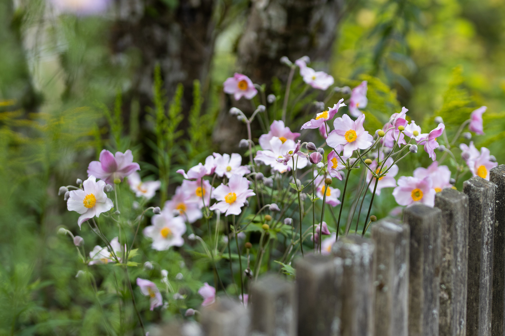 Über dem Gartenzaun