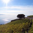 Über dem Lac Léman ...