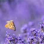 über dem lavendel....