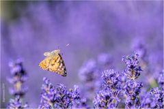 über dem lavendel....