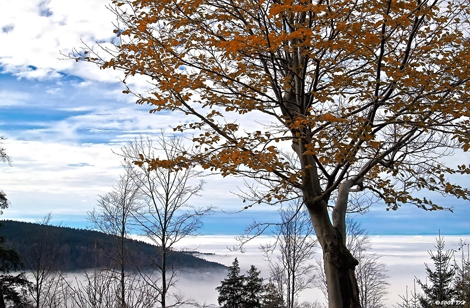 Über dem Nebel