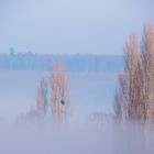 über dem Nebel - ab und zu reicht der Hausberg