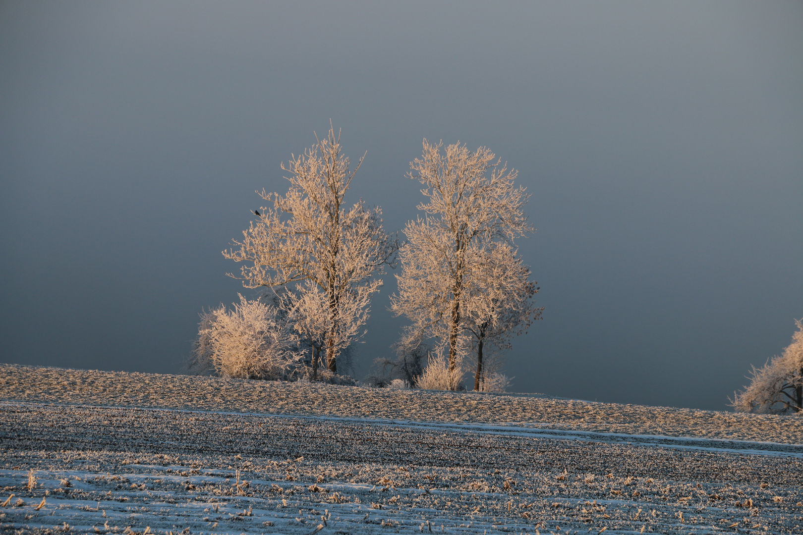 Ueber dem Nebel