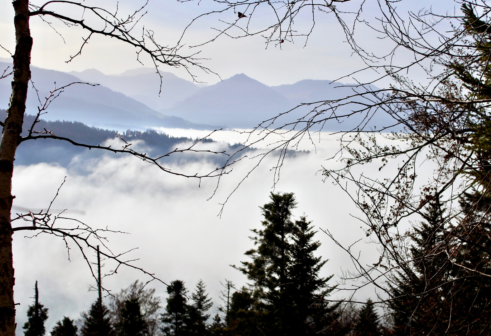 über dem Nebel Bregenz Fluh 1