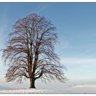 über dem Nebel...