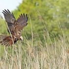 Über dem Nest - Rohrweihe