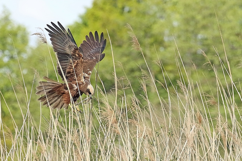 Über dem Nest - Rohrweihe