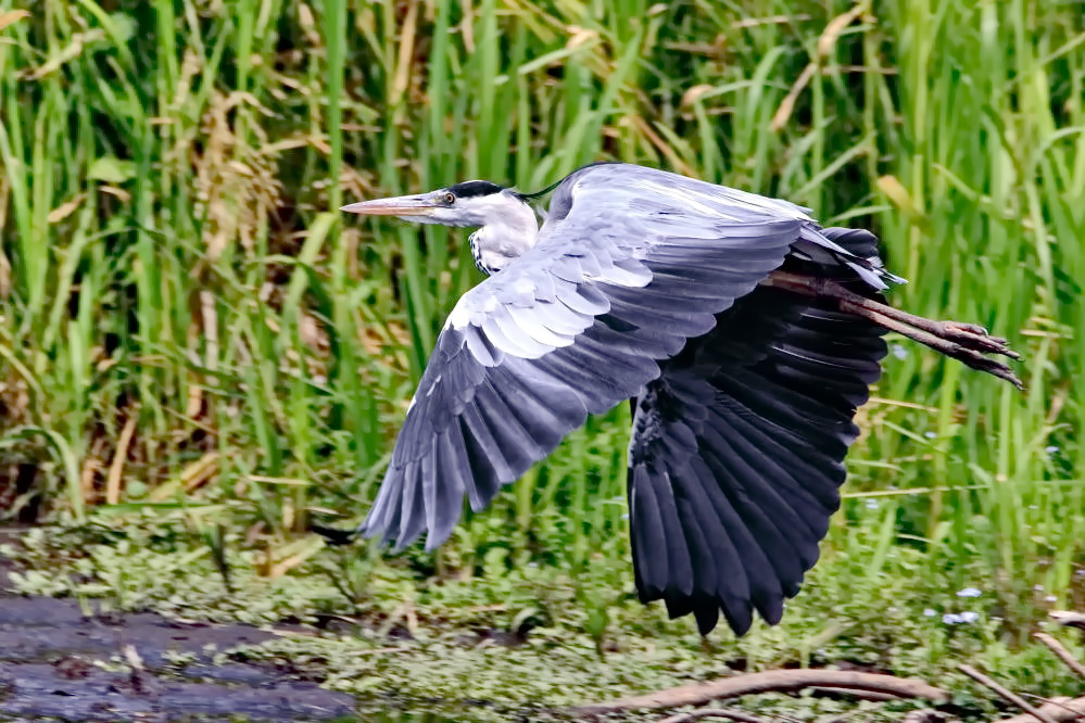 über dem See