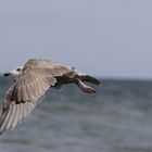 Über dem Strand von Lönstrup (nordliches Dänemark)