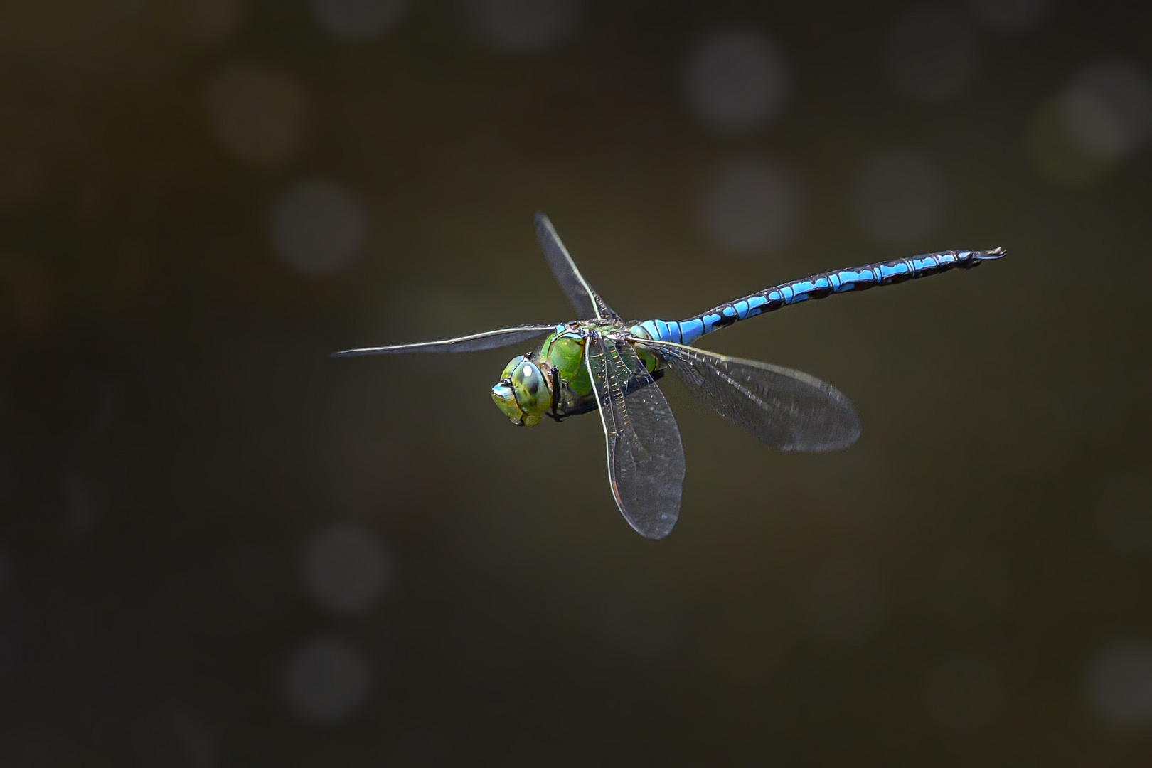 Über dem Teich Foto & Bild natur, insekten, tiere Bilder auf