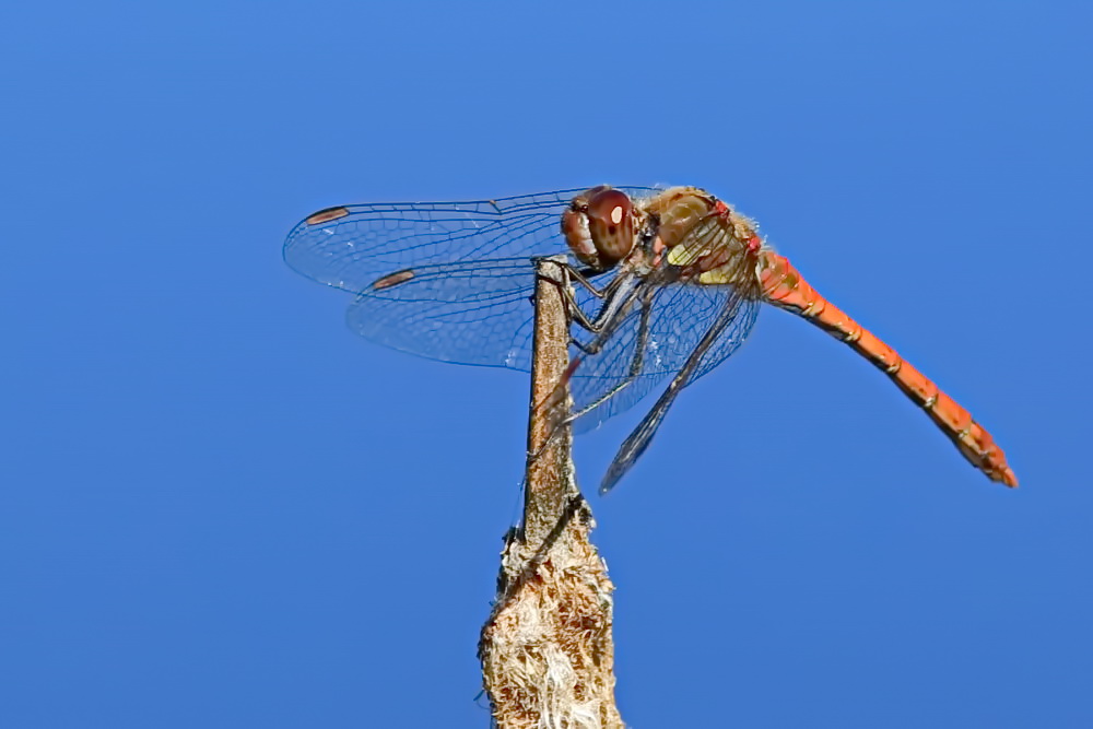über dem Teich.... Foto & Bild natur, insekten, tiere Bilder auf