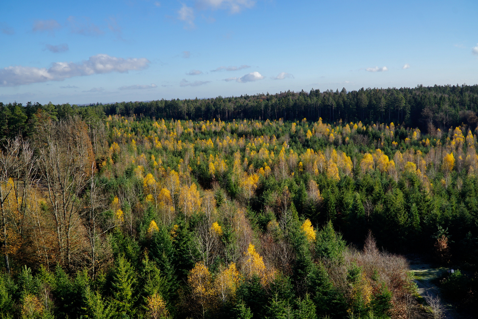 Über dem Wald